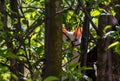 Young house cat hiding on the apple tree Royalty Free Stock Photo