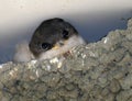 Young House Martin in mud built nest on building wall. UK.