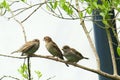 Young house sparrow