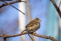 A young house sparrow is basking in the sun in spring in the stems of grapes. Royalty Free Stock Photo