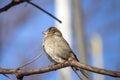 A young house sparrow is basking in the sun in spring in the stems of grapes. Royalty Free Stock Photo