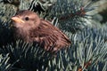 Young house sparrow, latin name Passer Domesticus, sitting on branch of coniferous fir tree. Royalty Free Stock Photo