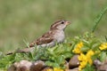 A young house sparrow photo with a stone and a yellow and green Royalty Free Stock Photo