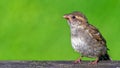 Young house sparrows (passer domesticus)