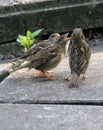 Young House Sparrows