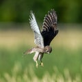 The young hovering kestrel over the meadow Royalty Free Stock Photo