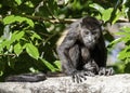 Young Howler Monkey sitting on branch