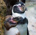 Young Humboldt Penguin with Parent Royalty Free Stock Photo