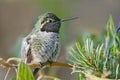 Young Hummingbird