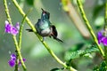 Young hummingbird bathing in raindrops with natural sunlight and purple flowers. Royalty Free Stock Photo