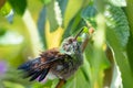 A young hummingbird drying off in the sun and resting with feathers fluffed and eyes closed. Royalty Free Stock Photo