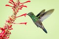 Young hummingbird pollinating red tubular flowers Royalty Free Stock Photo
