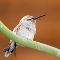 Young Costas Hummingbird Sleeps on a Green Branch