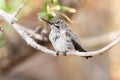 Young Hummingbird Waking from Sleep on a Branch