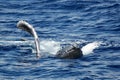 The young humpback whale