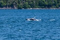 A young Humpback Whale backflips with a companion in Auke Bay on the outskirts of Juneau, Alaska