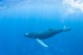 Young Humpback Whale in Blue Water