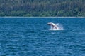 A young Humpback Whale breaches and somersaults from the waters of Auke Bay on the outskirts of Juneau, Alaska