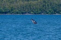 A young Humpback Whale breaching in the waters in Auke Bay on the outskirts of Juneau, Alaska