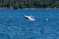 A young Humpback Whale and companion frolicking in Auke Bay on the outskirts of Juneau, Alaska