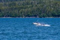 A young Humpback Whale horizontal out of the water in Auke Bay on the outskirts of Juneau, Alaska