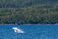 A young Humpback Whale jumps out of the water in Auke Bay on the outskirts of Juneau, Alaska