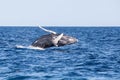 Young Humpback Whale Breaches Out of the Caribbean Sea Royalty Free Stock Photo