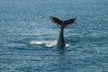 A young Humpback whale (Megaptera novaeangliae) waves its tail Royalty Free Stock Photo