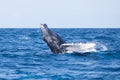 Young Humpback Whale Playing at Surface of the Sea