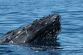 Humback whale surfacing near a whale watch boat in Lahaina on Maui.