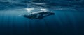 Generative AI Illustration A young Humpback whale swims in the clear blue waters of the Caribbean Sea Royalty Free Stock Photo