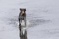 Young hunting dog running on water