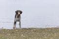 Young hunting dog running on water