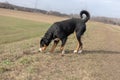 Young hunting dog sniffing