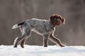 Young hunting dog on winter blurred background