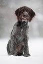 Young hunting dog on the winter walking