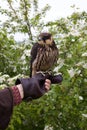 Eurasian hobby