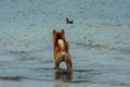 A young hunting red dog of the Shiba Inu breed stands in the water and looks at a swimming duck