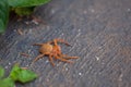 Young huntsman spider on pavement. Royalty Free Stock Photo