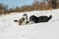 Young Husky and Black Russian Terrier play fighting in snow