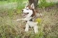 A young husky dog on a walk in the Park