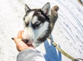 Young husky give treats to hand closeup