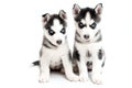 Young husky puppies on white background