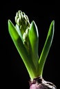 Young hyacinth buds