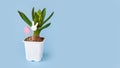 young hyacinth flower in a plastic pot. Easter wooden toys in egg shape and rabbit head on minimal pastel light blue