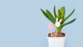 young hyacinth flower in a plastic pot. Easter wooden toys in egg shape and rabbit head on minimal pastel light blue Royalty Free Stock Photo