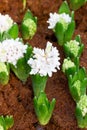 Young Hyacinth Flowers Grow.