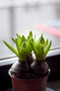Young hyacinth Royalty Free Stock Photo