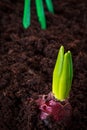 Young hyacinth in raw soil