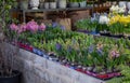 Young Hyacinthus orientalis bulbs in the ground in seedling trays in a garden shop - planting gardening flowers concept Royalty Free Stock Photo